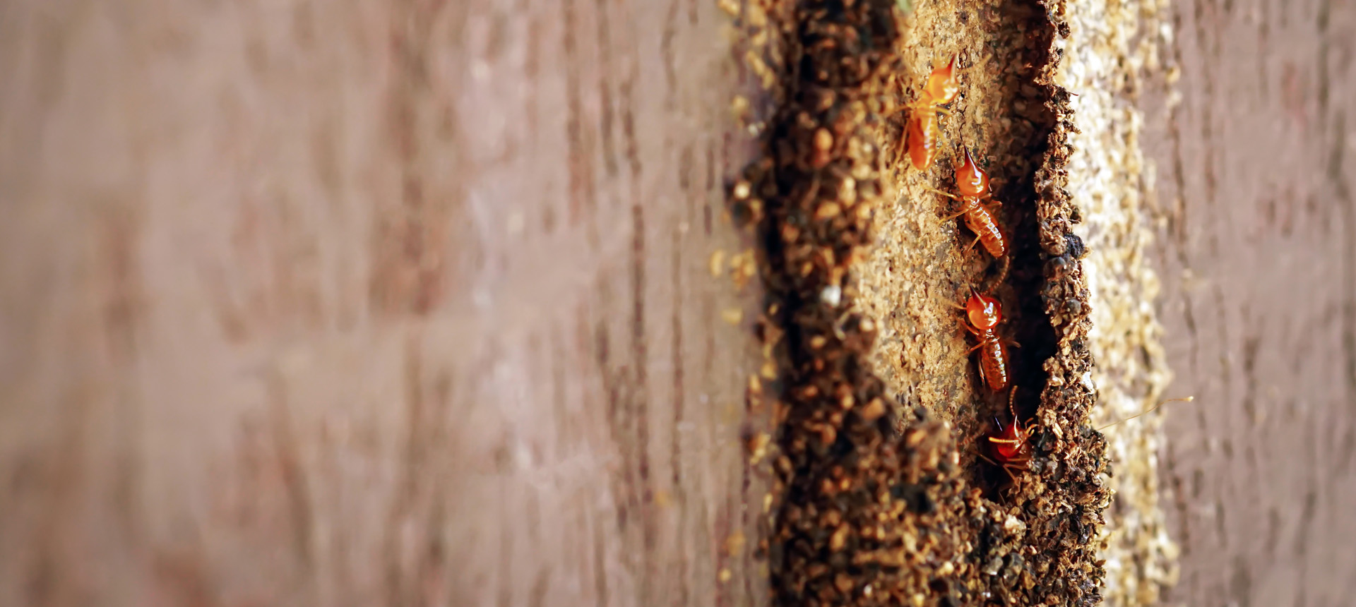 Termite and Pest<br>Inspections