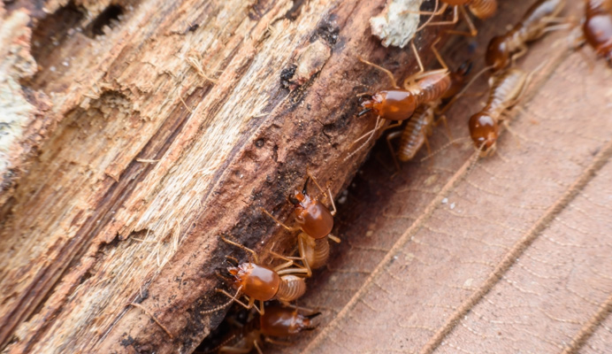 Termite and Pest Inspections at PPI Building & Pest Inspectons Albury Wodonga