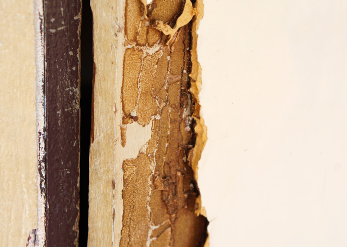 Termite and Pest Inspections at PPI Building & Pest Inspectons Albury Wodonga